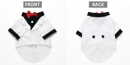 English Bulldog Pet Dog Suit